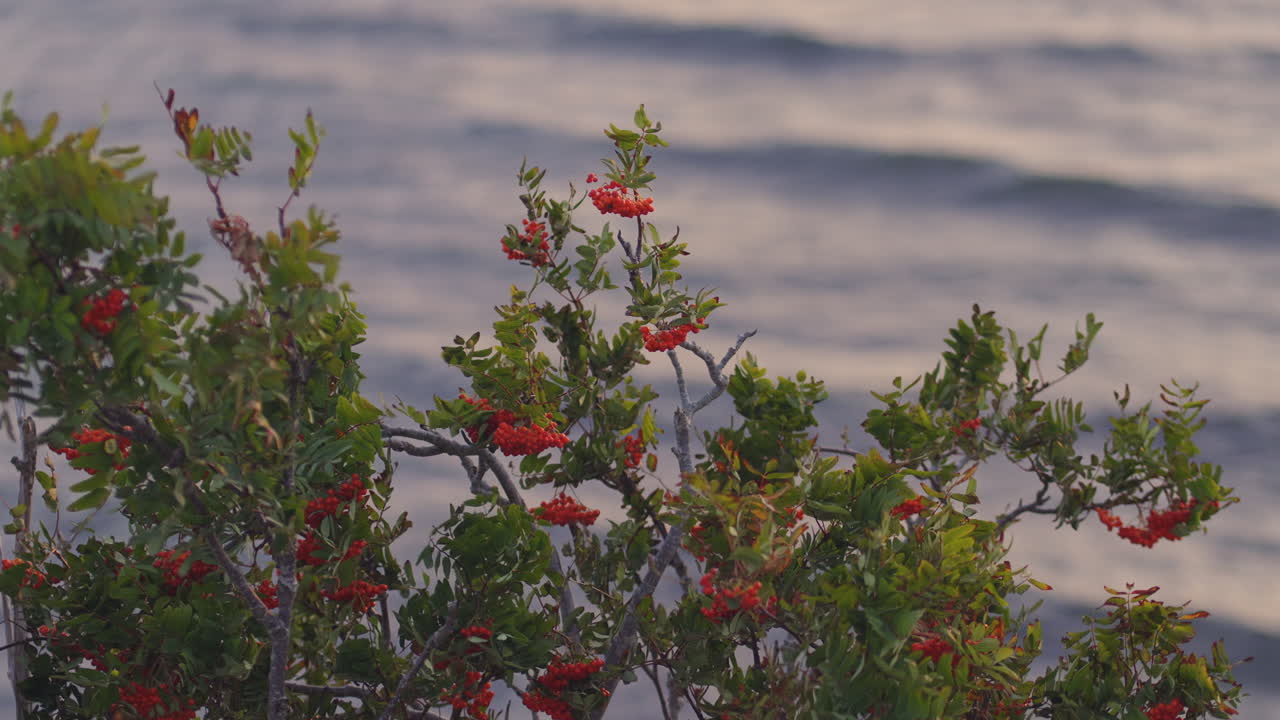 Serene sunset with soft clouds over the ocean in Estonia, peaceful and calming natural scene