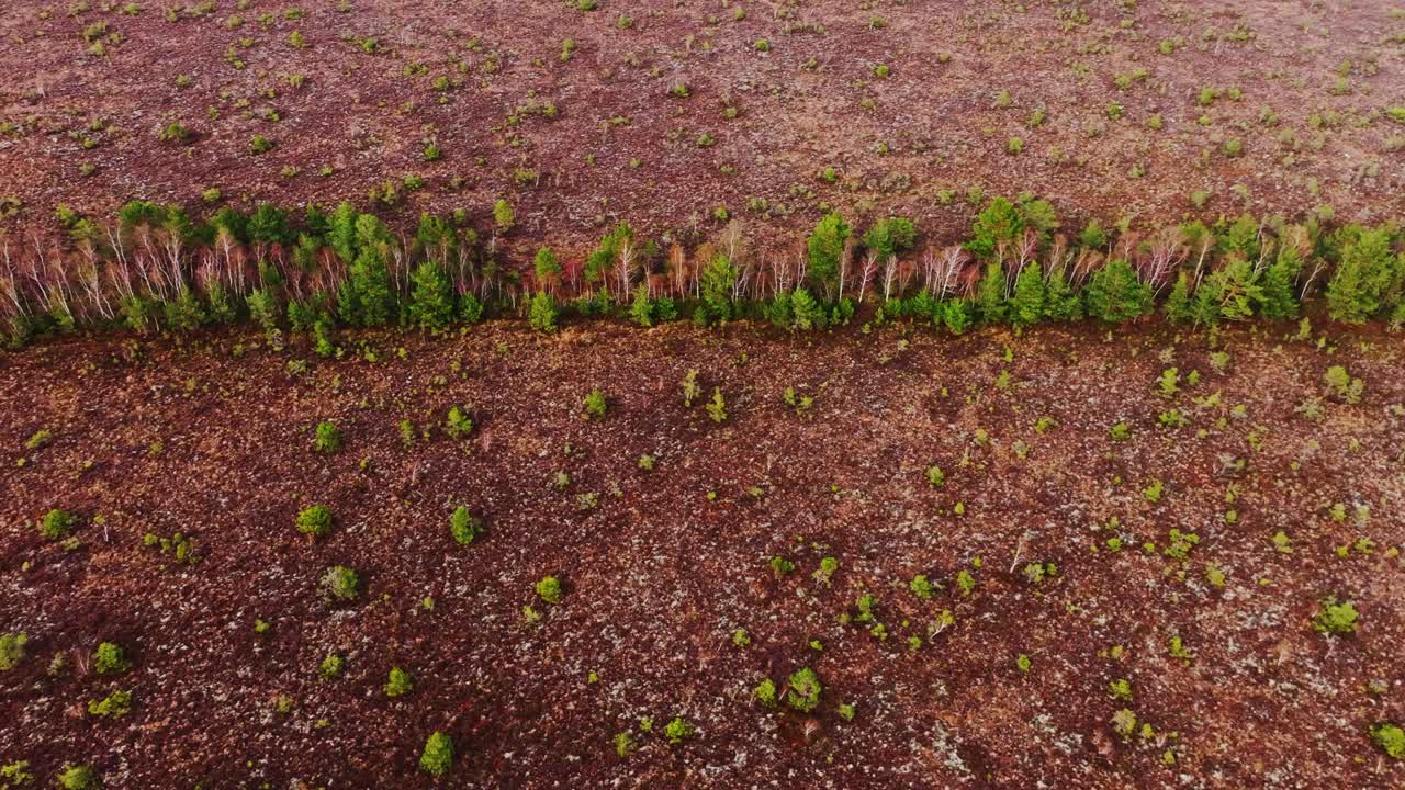 Green forest stripe across Nida Bog symbolizing a hopeful life chapter