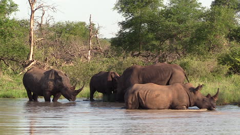 Los-Rinocerontes-Se-Mueven-En-Una-Sartén-Natural-A-La-Luz-Del-Sol-En-Los-Matorrales-Sudafricanos