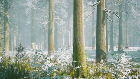 winter forest scene