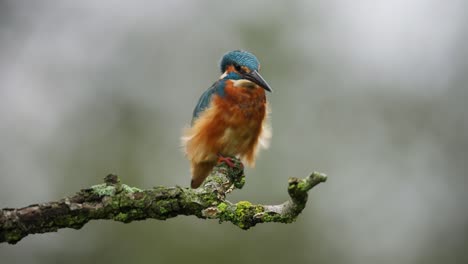 Kingfisher-bird-with-blue-and-orange-plumage-takes-off-into-flight-in-slow-motion-returns-from-dive