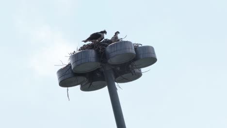 águilas pescadoras en un gran nido encima de la luz 'the bloom' en la isla del zoológico, calgary
