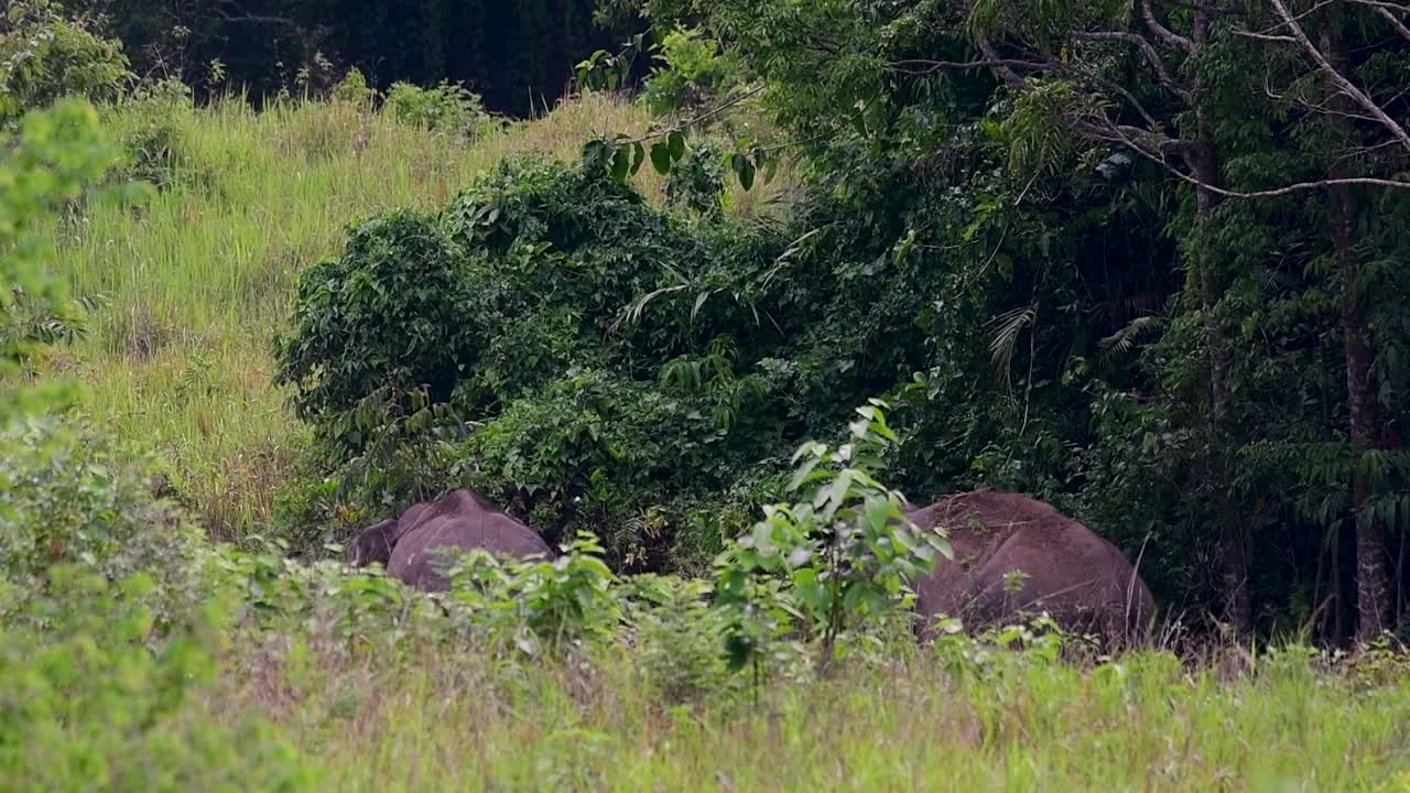 los elefantes asiáticos son especies en peligro de extinción y también son residentes de tailandia