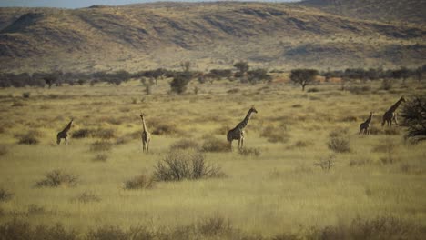 Torre-De-Jirafas-Angoleñas-En-Los-Pastizales-De-Namibia-En-Un-Clima-Caluroso-Y-Soleado