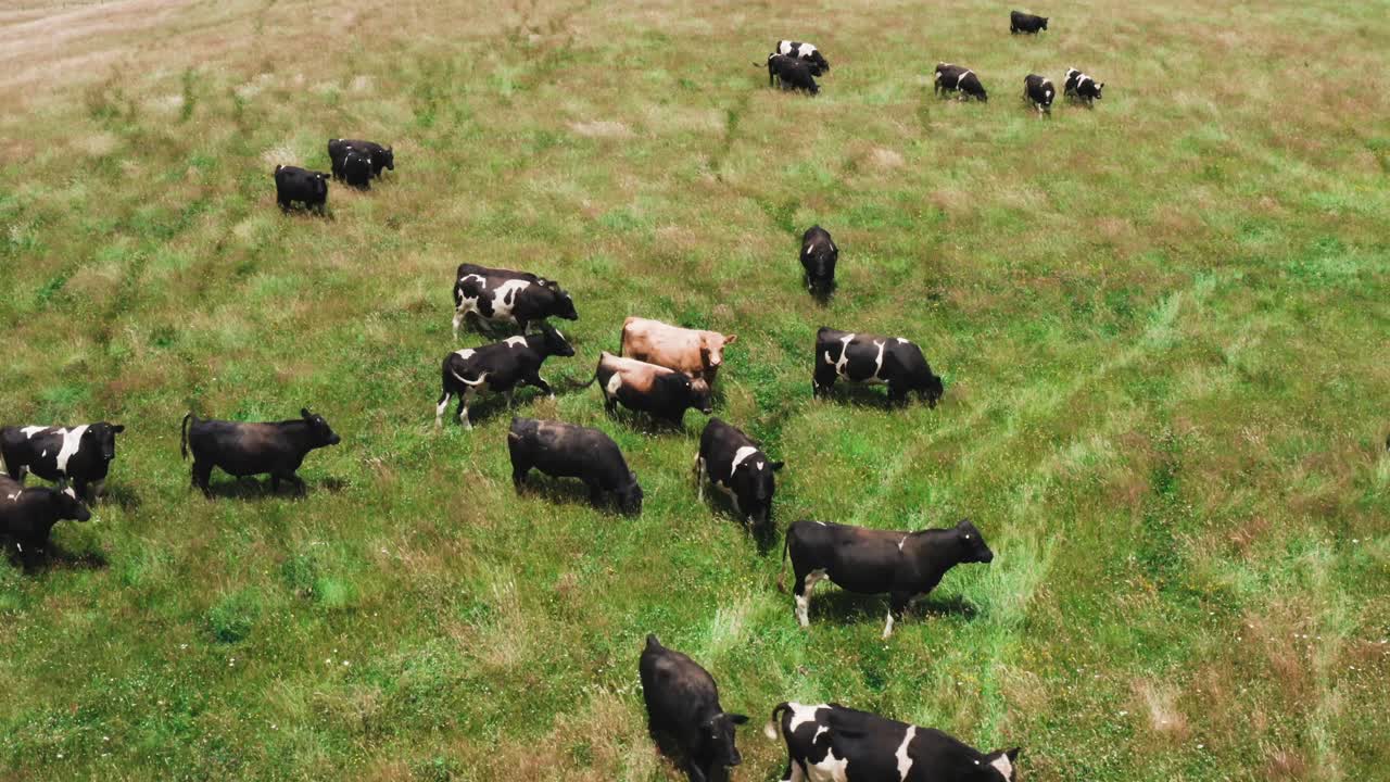 vacas caminando en exuberantes pastos verdes del rancho de nueva zelanda en un día soleado, ganado al aire libre