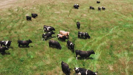 cows walking in lush green pastures of new zealand ranch on sunny day, cattle outdoors