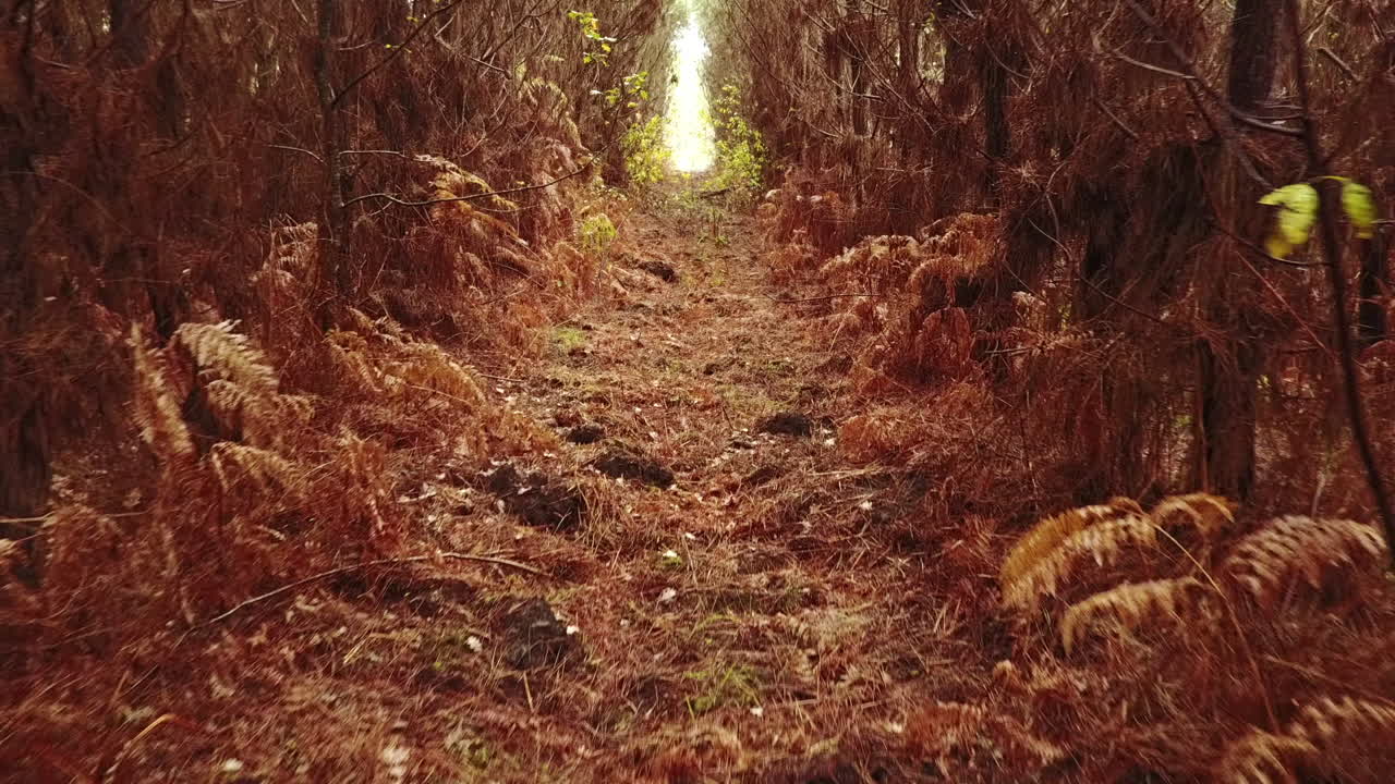 가을, 프랑스의 오렌지 소나무 숲을 통해 공중 샷 돌리