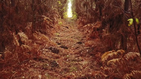 toma aérea dolly a través de un bosque de pinos naranjas en otoño, francia