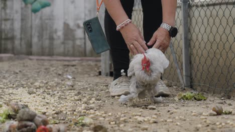 woman holding a grey hen in a backyard