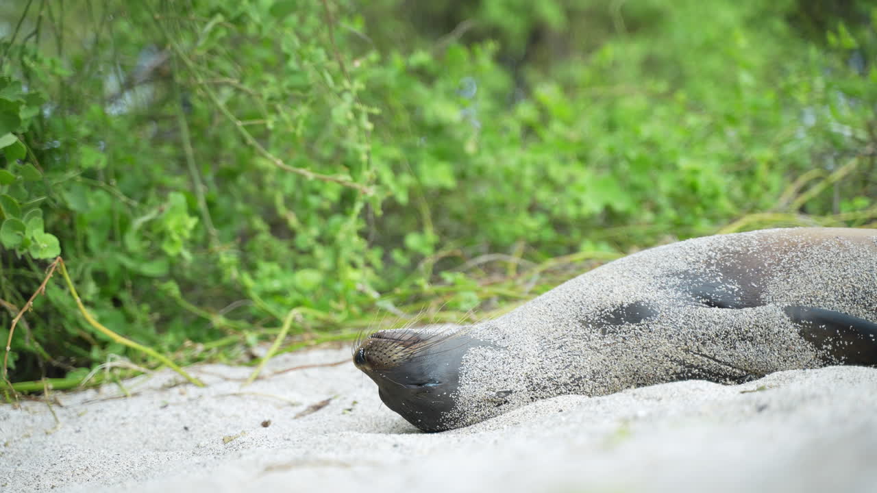 Leone marino delle Galapagos che si rotola per coprirsi di sabbia sulla spiaggia di Playa Punta sull'isola di San Cristóbal nelle Galapagos