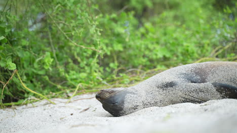 galapagos sea lion rolling around to cover itself in sand on playa punta beach at san cristobal island in the galapagos