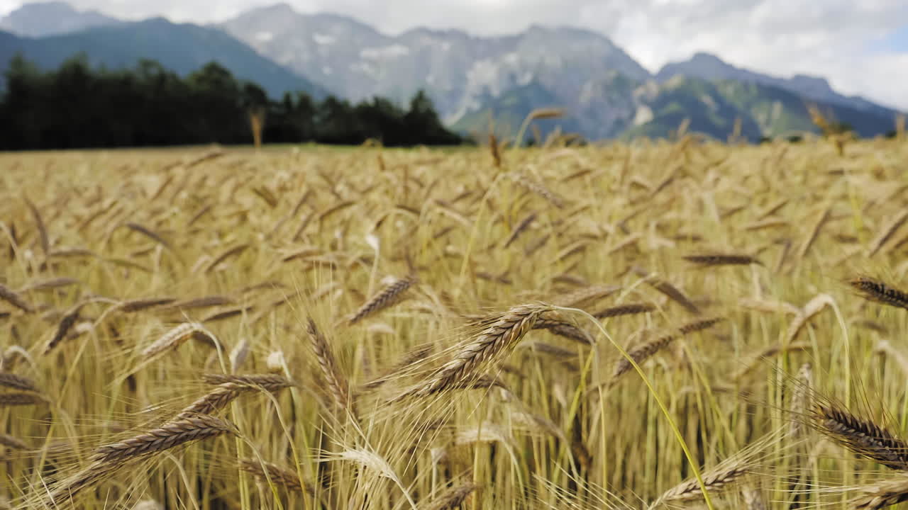 Matured ripe Barley on field in foreground with mountains and forrest in the Background
