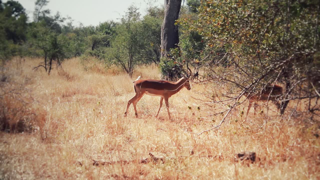 impala peleando en la sabana africana
