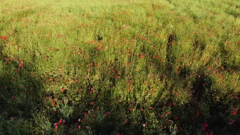 red poppy flowers in green meadow, aerial orbit view