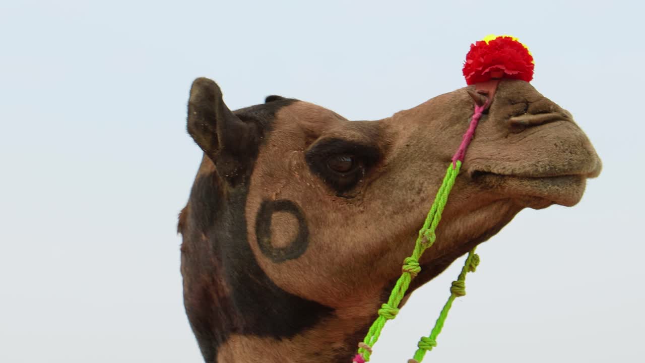 camellos en la feria de pushkar, también llamada feria de camellos de pushkar o localmente como kartik mela es una feria anual de varios días de ganado y cultural que se celebra en la ciudad de pushkar, rajasthan, india.