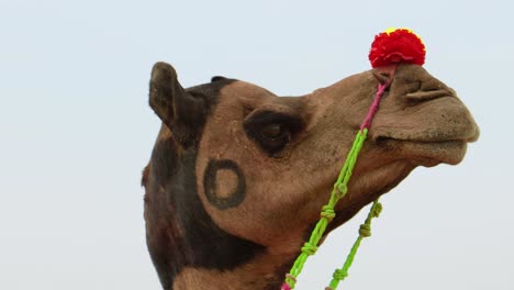 camels at the pushkar fair, also called the pushkar camel fair or locally as kartik mela is an annual multi-day livestock fair and cultural held in the town of pushkar rajasthan, india.