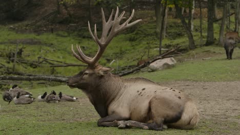 ヘラジカの雄牛が座って、他の野生動物の中で休んでいます