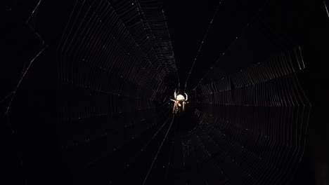 Araña-Esperando-Atrapar-A-Su-Presa-En-El-Centro-De-Su-Intrincada-Red-De-Seda.