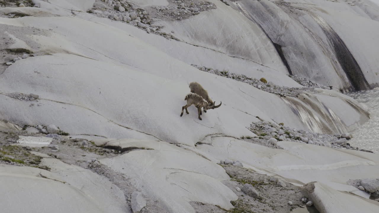 Mountain Goats on a Rocky Alpine Terrain