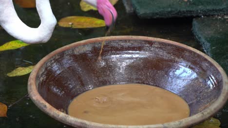 toma de primer plano de un flamenco rosa mayor, phoenicopterus roseus, chupa barro y agua para filtrar las deliciosas algas, crustáceos y moluscos, comiendo comida en el parque de vida silvestre de langkawi, malasia