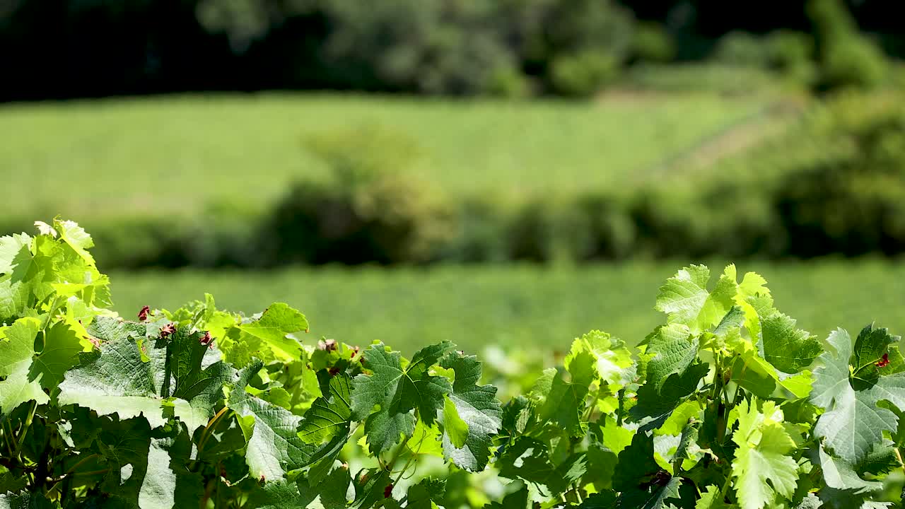 un paisaje exuberante de viñedos con hojas verdes vibrantes