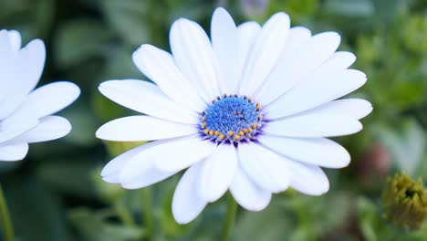 Nahaufnahme-Einer-Bunten-Gänseblümchenblume-Im-Botanischen-Garten,-Pastonfarbenes-Gänseblümchen