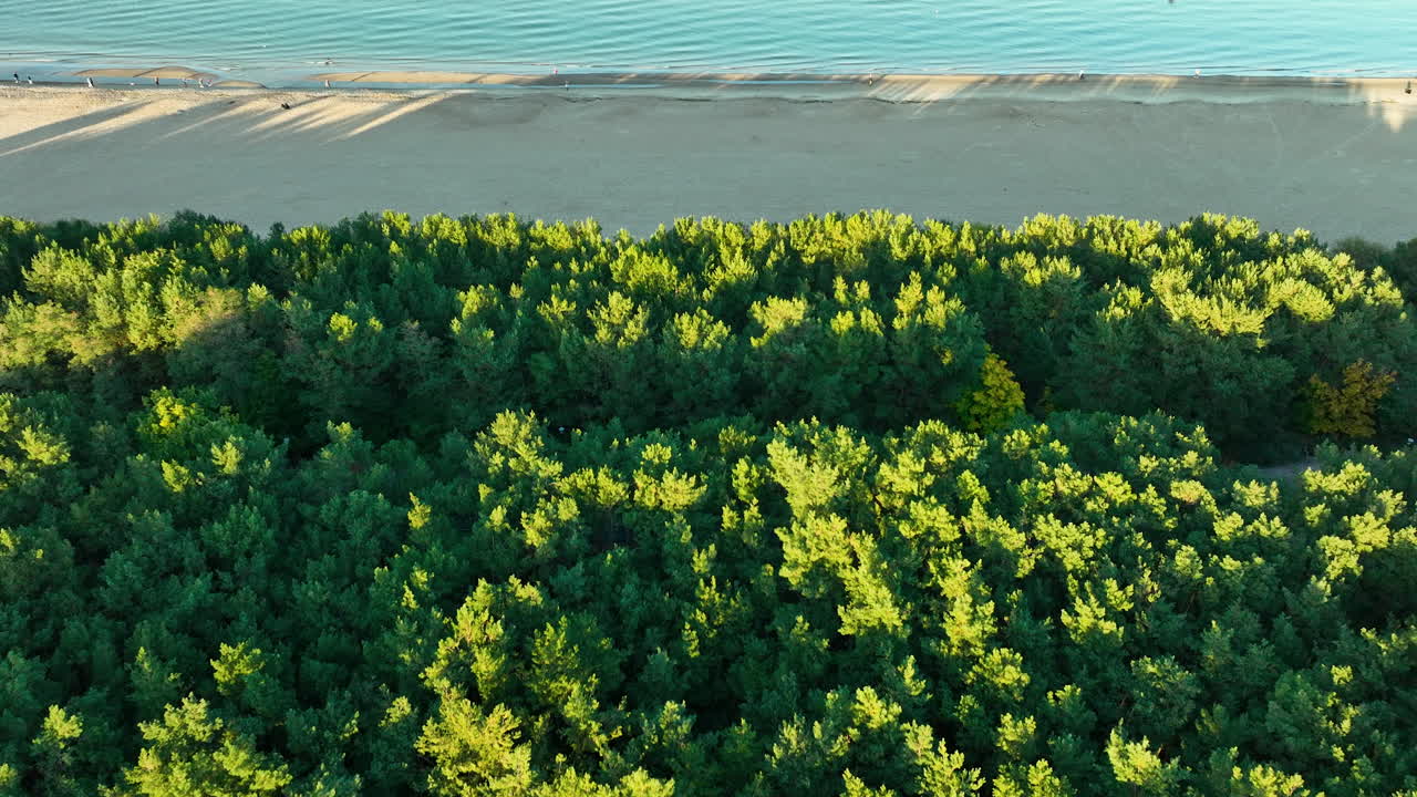 Overhead view of sandy beach meeting a pine forest and calm blue waters, creating a natural coastal scene