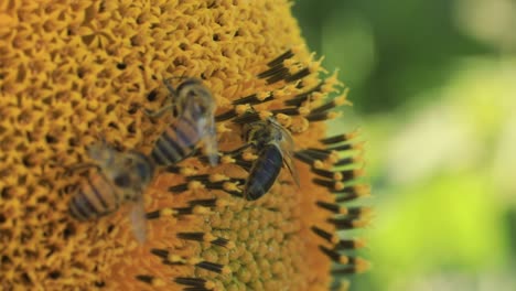 Pocas-Abejas-Recolectando-Néctar-Del-Girasol