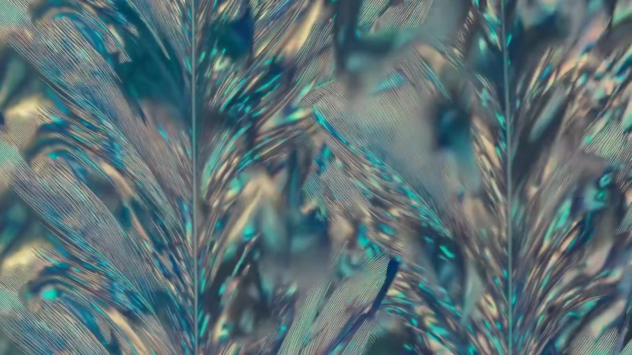 Abstract Macro View of Iridescent Feather Texture