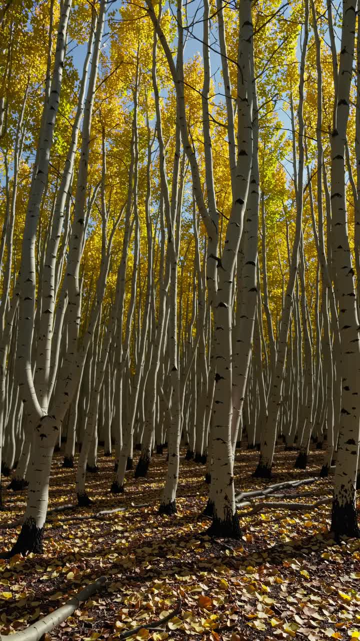 A mesmerizing low-angle video shot of a dense birch forest in autumn, showcasing tall, slender