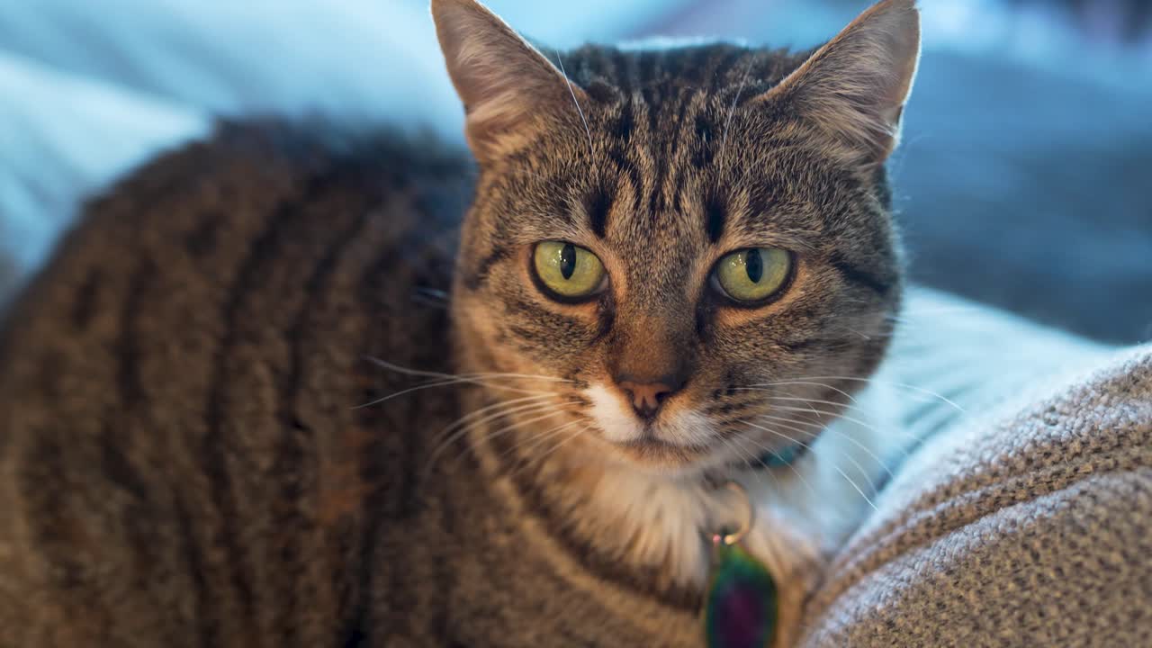 Mezzo primo piano di un gatto domestico che riposa su un divano.
