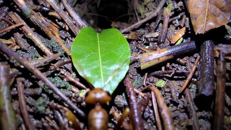 leaf-cutter ant carrying leaf into underground nest