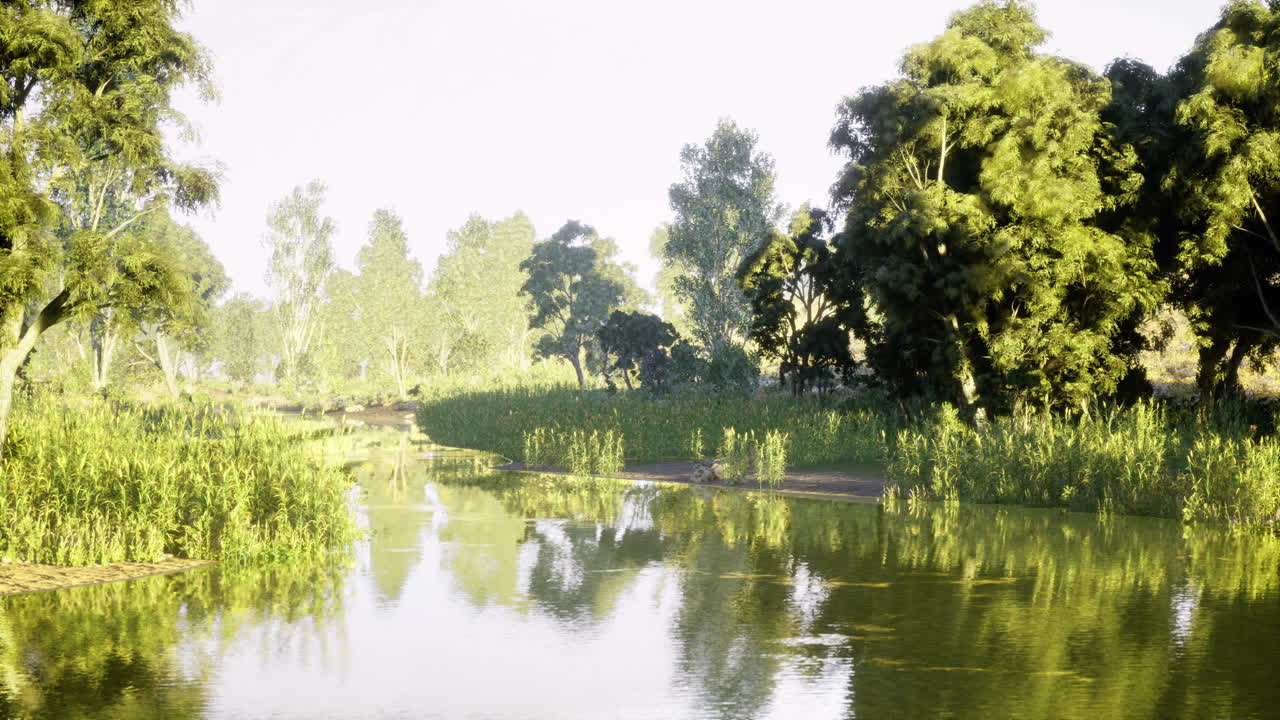 Serene river landscape with lush greenery and calm water reflections in summer