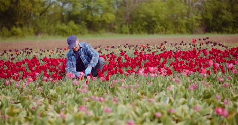 Agricultor-Trabajando-En-La-Plantación-De-Flores-De-Tulipanes-En-Holanda-4