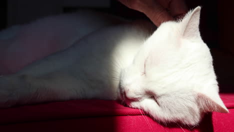 Woman-pets-cute-white-cat-laying-comfortably-on-a-red-couch-4