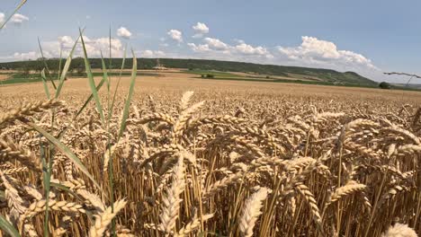 Weizen-Ist-Ein-Wegen-Seiner-Samen-Weit-Verbreitetes-Gras,-Ein-Getreidekorn,-Das-Weltweit-Ein-Grundnahrungsmittel-Ist