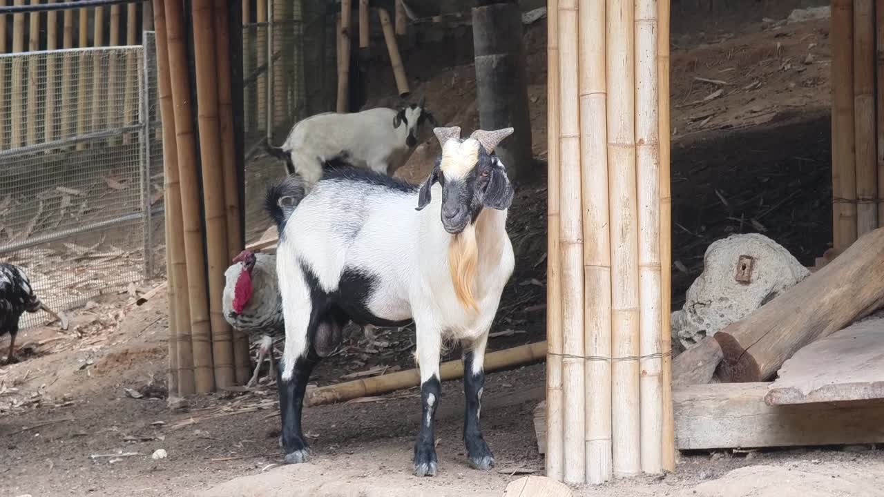 cabras en un corral de bambú