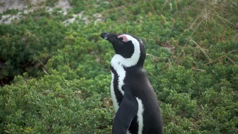 Cámara-Lenta-De-Un-Pingüino-Africano-En-La-Playa-De-Cantos-Rodados-En-Ciudad-Del-Cabo-Con-Los-Ojos-Cerrados-Disfrutando-Del-Sol