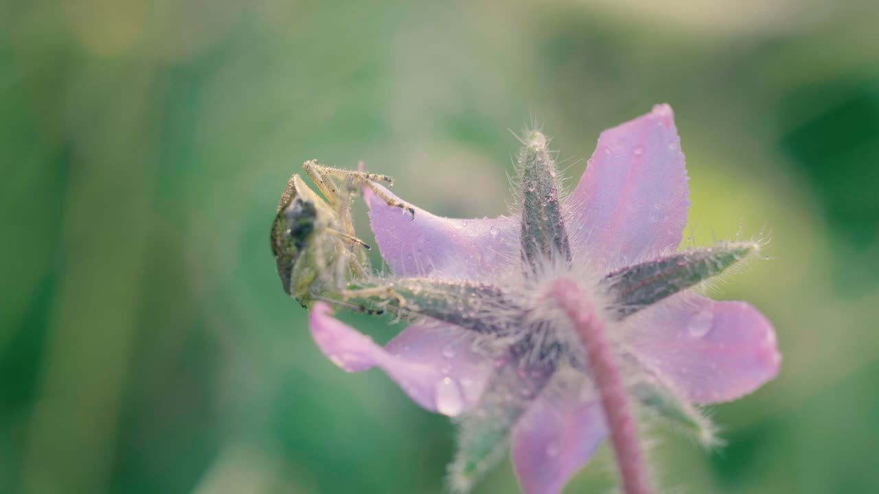 En grønn bille samhandler med en sart rosa villblomst, beveger seg rundt kronbladene mot en myk grønn bakgrunn. Nærbilde