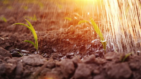 los chorros de agua riegan los brotes jóvenes en el campo al atardecer con un hermoso riego e irrigación deslumbrante