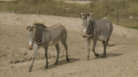 a pair of zebra's, in a enclosure, walking in slow motion towards the camera