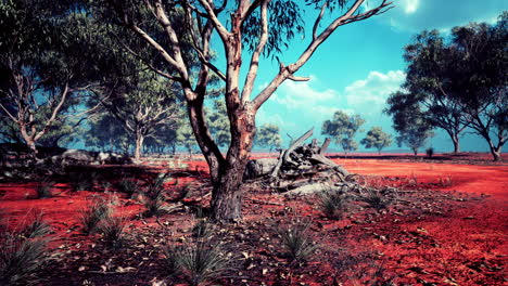 beautiful landscape with tree in africa