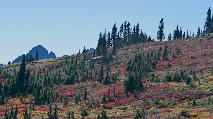 Aerial drone view of Mount Rainier at sunset with warm alpenglow lighting and evergreen forest in the foreground