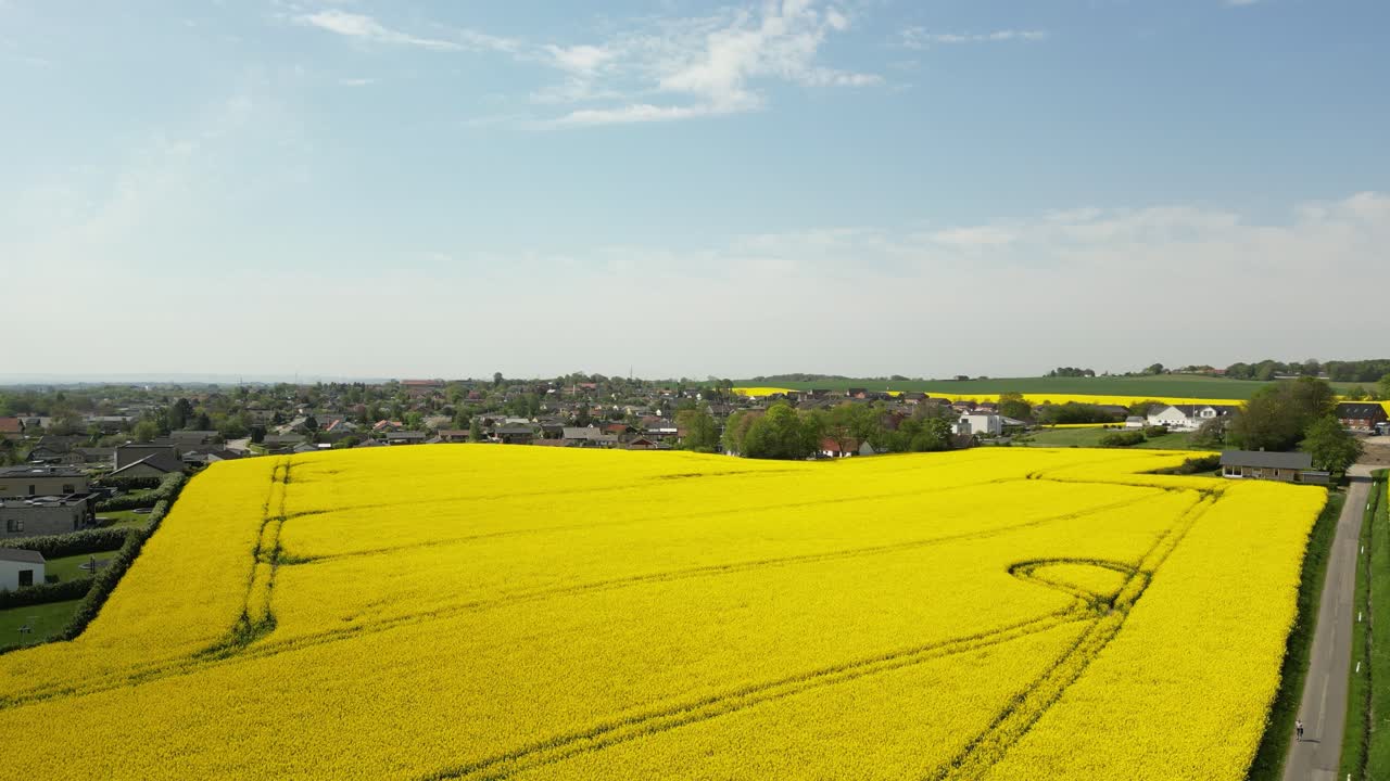 imágenes de drones de campos de colza, con una pequeña ciudad en el fondo a lo largo de toda la línea del horizonte