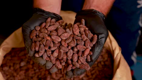 hands holding cocoa beans