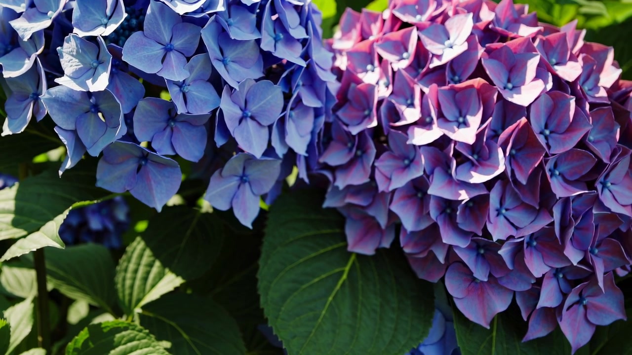 Vibrant Blue and Purple Hydrangea Flowers Blooming in Sunlight