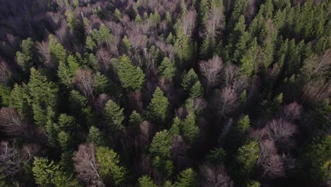vista aérea del denso bosque a finales de otoño día de otoño