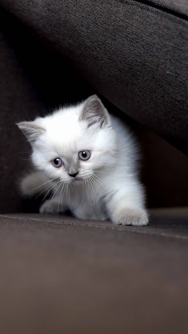 Resting cat on sofa. Cute kitten sleeping on sofa at home