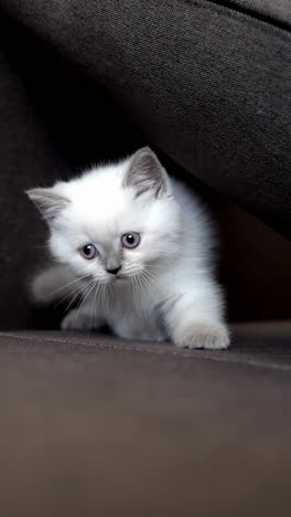 resting cat on sofa. cute kitten sleeping on sofa at home