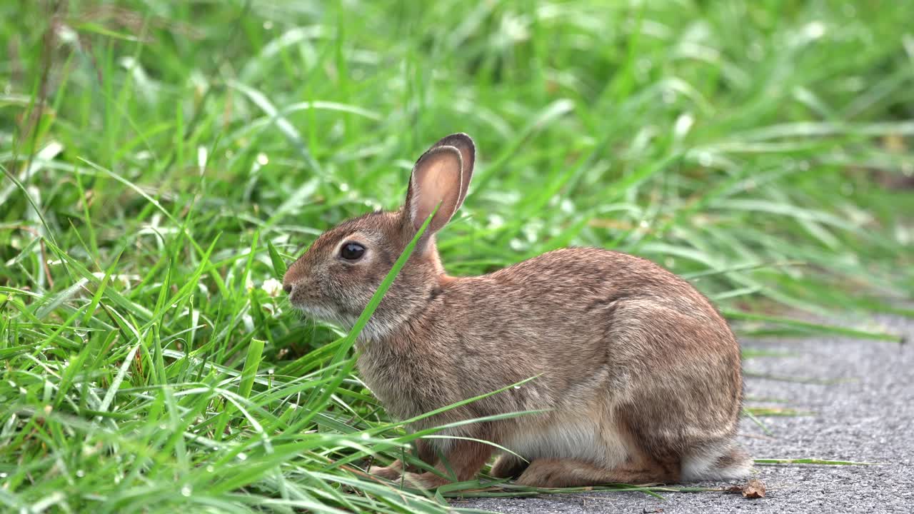 un conejo de cola de algodón sentado en un camino y probando la brisa